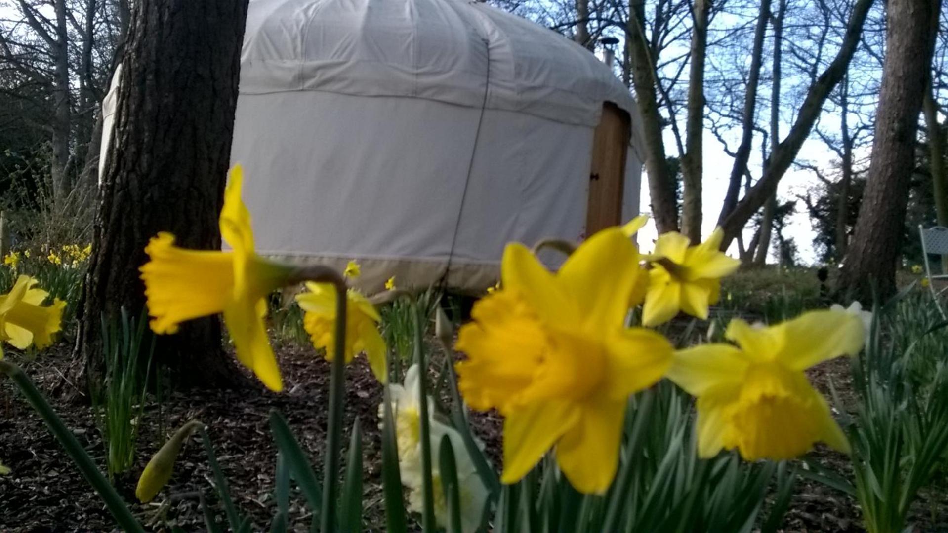 Gingerbread Cottage Yurts Dereham Kültér fotó